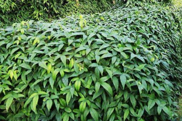 中藥種植一年多少收入