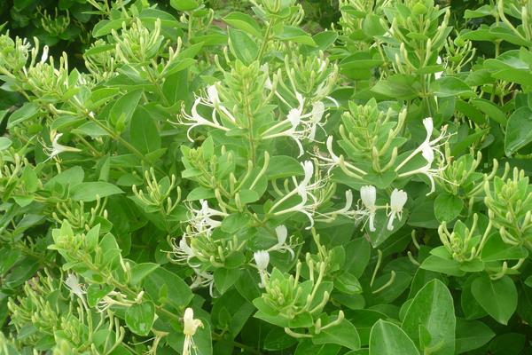 中藥種植一年多少收入