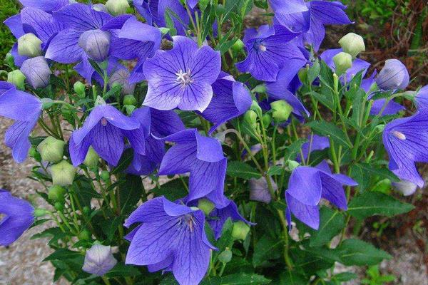 中藥種植一年多少收入