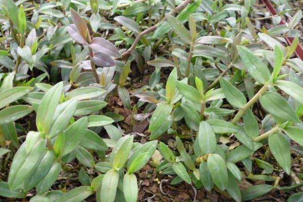 鐵皮石斛的種植要求,土壤和環境及溫度是關鍵