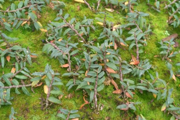 鐵皮石斛的種植要求,土壤和環境及溫度是關鍵