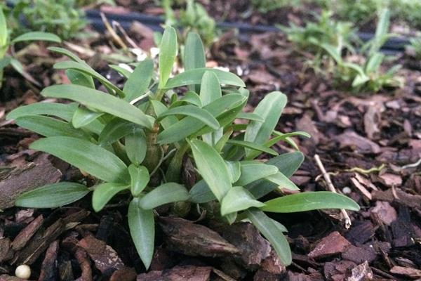 鐵皮石斛的種植要求,土壤和環境及溫度是關鍵