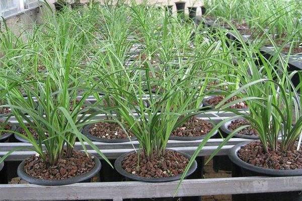 荷之冠多少一苗,荷之冠蘭花價格走向