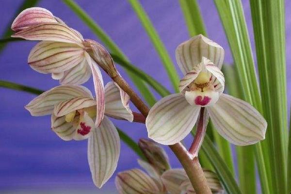 荷之冠多少一苗,荷之冠蘭花價格走向