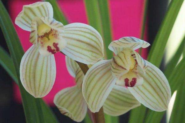 荷之冠多少一苗,荷之冠蘭花價格走向