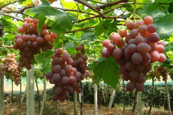 葡萄種植技術與管理方法