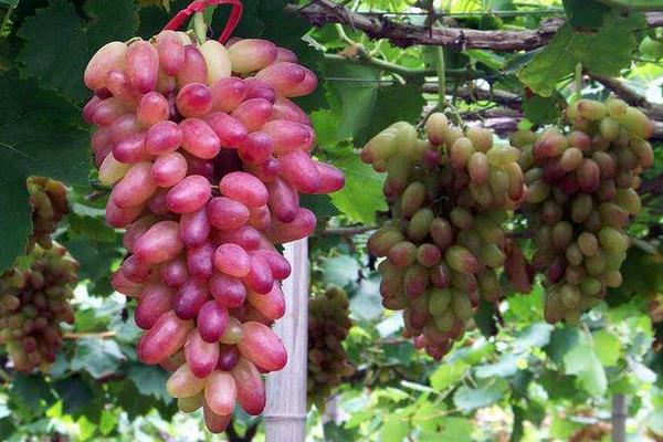 葡萄種植技術與管理方法