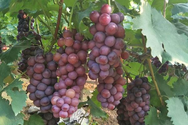 葡萄種植技術與管理方法