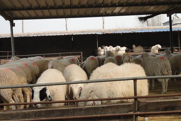 羊乳房炎治療方法，怎么打乳房封閉針