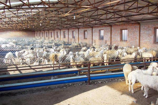 羊乳房炎治療方法，怎么打乳房封閉針