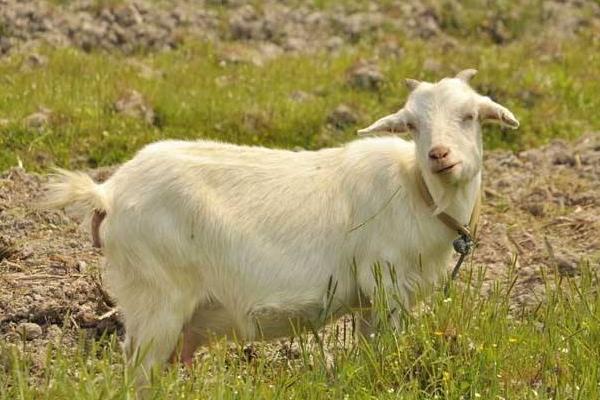 羊乳房炎治療方法，怎么打乳房封閉針