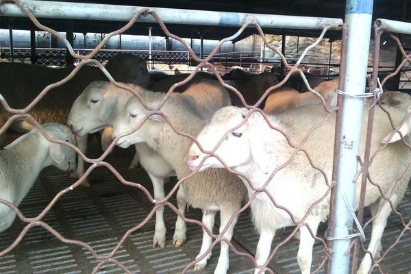 羊乳房炎治療方法，怎么打乳房封閉針