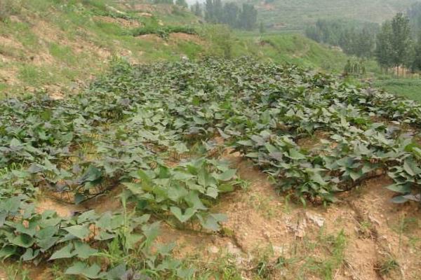 紅薯專用肥配方,會產(chǎn)生藥害嗎