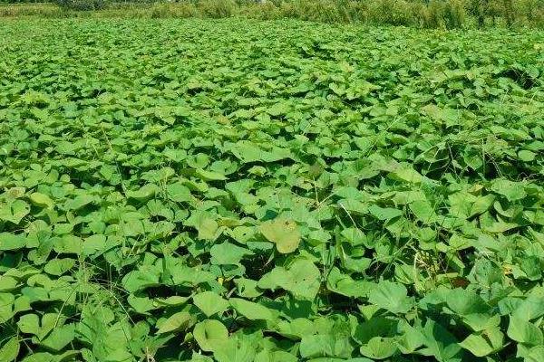 紅薯專用肥配方,會產(chǎn)生藥害嗎