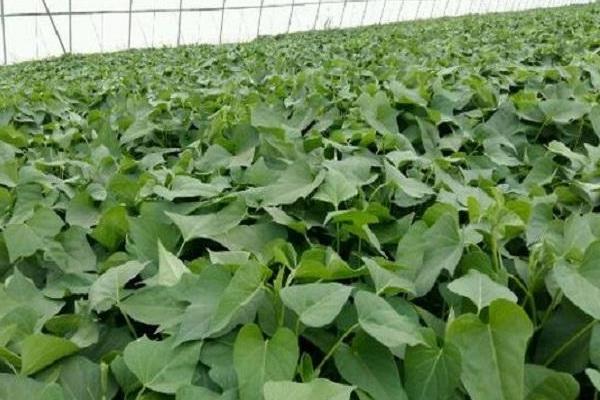 紅薯專用肥配方,會產(chǎn)生藥害嗎