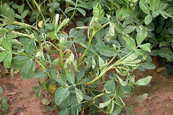 花生青枯病有效藥有哪些，病因是什么