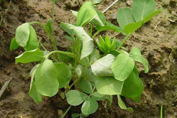 花生青枯病有效藥有哪些，病因是什么