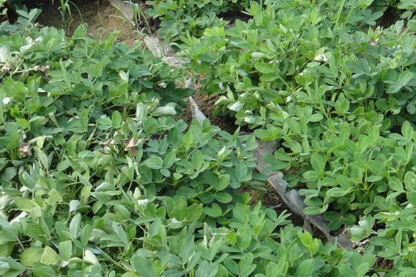 花生青枯病有效藥有哪些，病因是什么