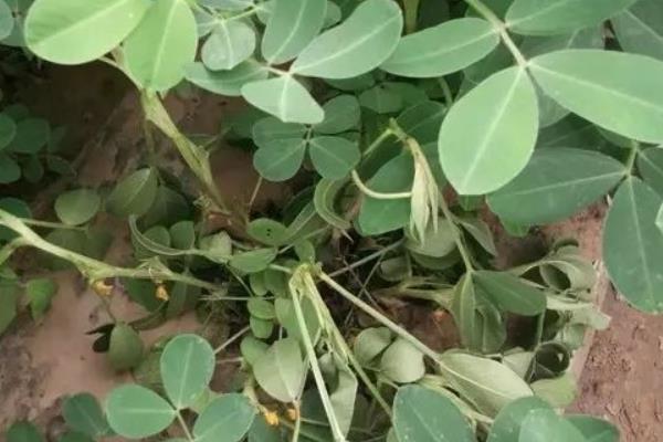 花生青枯病有效藥有哪些，病因是什么