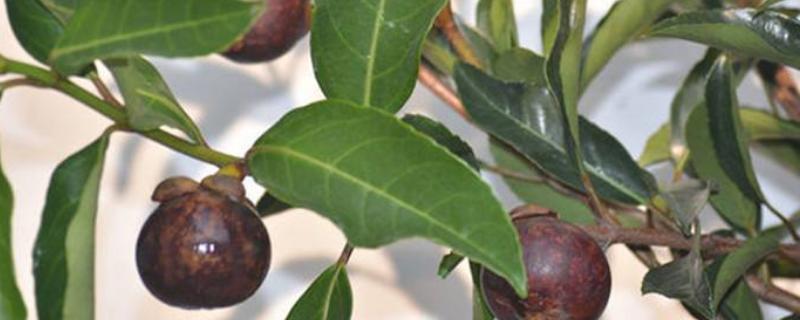 山竹樹苗怎么分辨真假