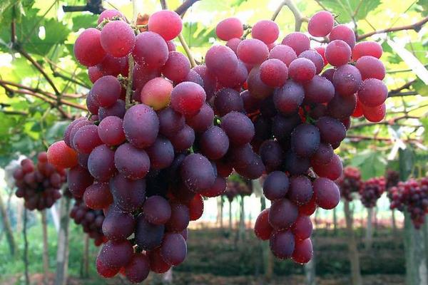 葡萄施高鉀的時間,葡萄鉀含量高嗎