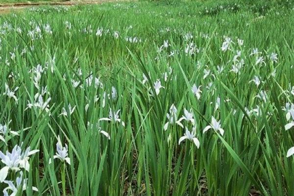 蘭花的養殖方法及養護知識