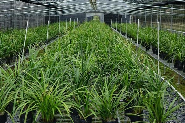 蘭花的養殖方法及養護知識