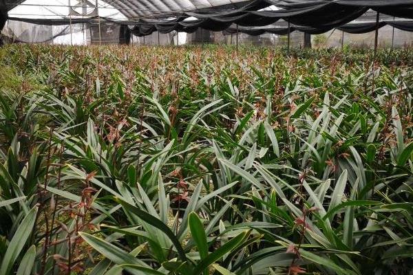 蘭花的養殖方法及養護知識