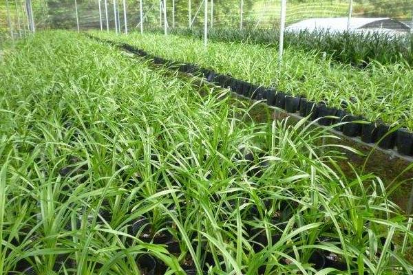 蘭花的養殖方法及養護知識