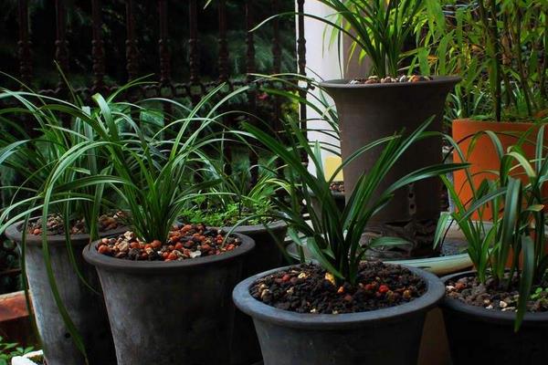 蘭花的養殖方法及養護知識