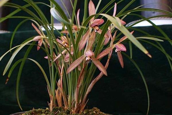 蘭花的養殖方法及養護知識