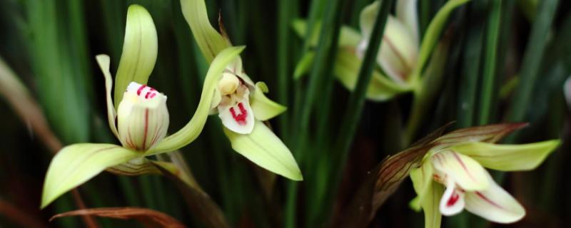 蘭花的養殖方法及養護知識