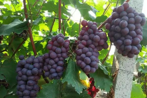 葡萄施高鉀的時間,葡萄鉀含量高嗎