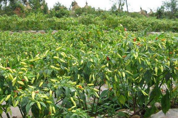 100畝朝天椒的利潤多少,附畝產量計算