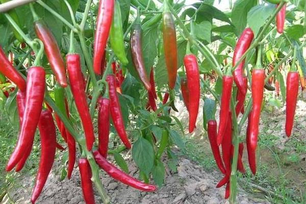 100畝朝天椒的利潤多少,附畝產量計算