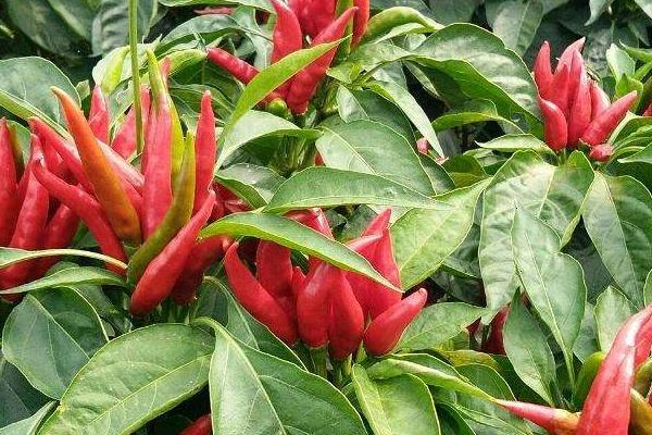 100畝朝天椒的利潤多少,附畝產量計算