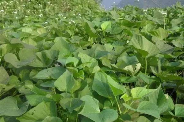 怎樣育紅薯苗出的快又多,附剪苗方法