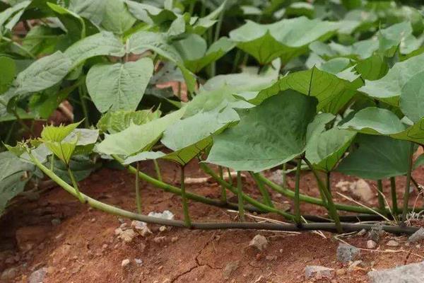 怎樣育紅薯苗出的快又多,附剪苗方法