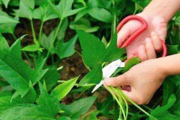 怎樣育紅薯苗出的快又多,附剪苗方法