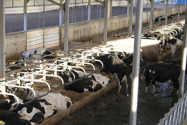 寓意養(yǎng)殖場紅火的名字有哪些,養(yǎng)殖場名字要取好