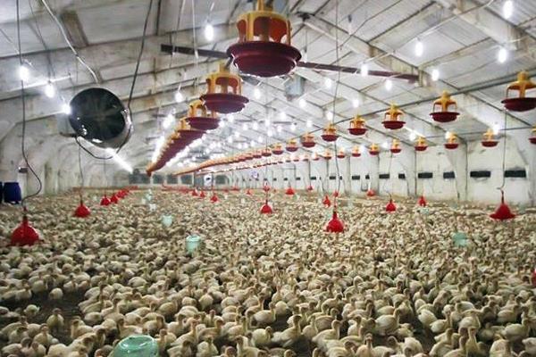 寓意養(yǎng)殖場紅火的名字有哪些,養(yǎng)殖場名字要取好