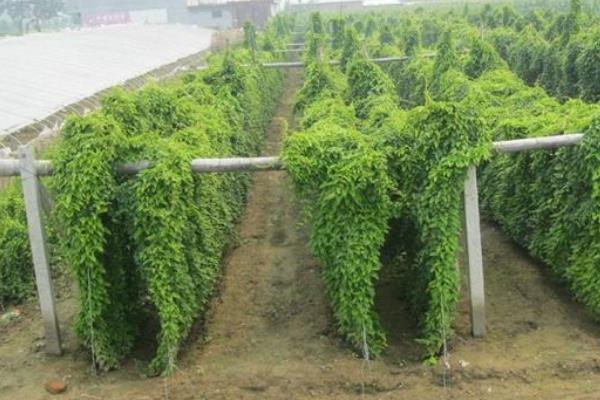 山藥的種植方法與技術(shù)，生長(zhǎng)環(huán)境很重要