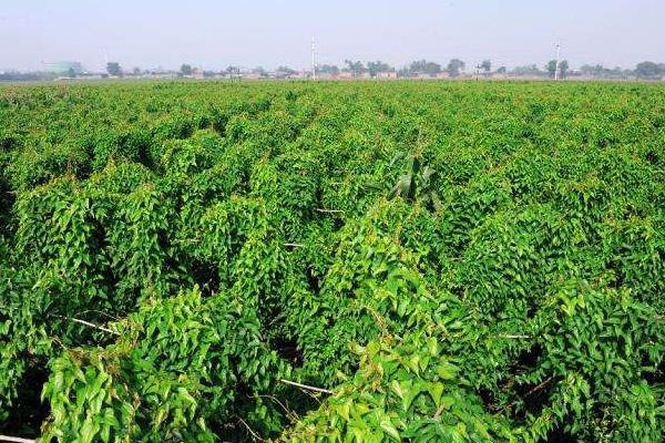 山藥的種植方法與技術(shù)，生長(zhǎng)環(huán)境很重要