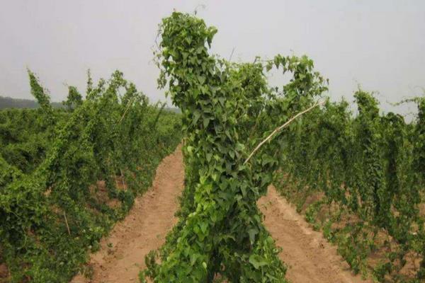 山藥的種植方法與技術(shù)，生長(zhǎng)環(huán)境很重要