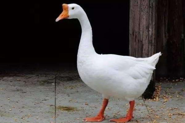 大鵝怎么分公母，圖解告訴你