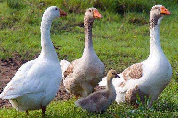 大鵝怎么分公母，圖解告訴你
