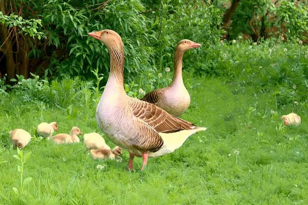 大鵝怎么分公母，圖解告訴你