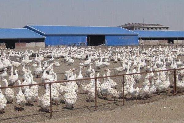 大鵝怎么分公母，圖解告訴你