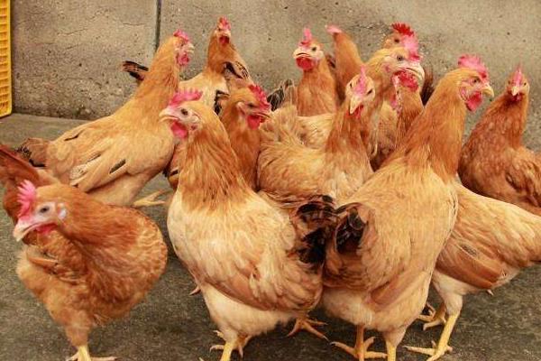 產蛋量高的土雞品種有哪些