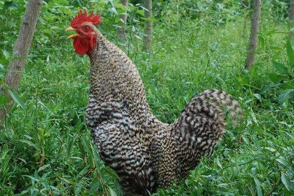 產蛋量高的土雞品種有哪些